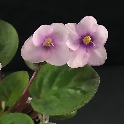 African Violet Plant-  Allegro Epicenter  (semiminiature)  • $10.50