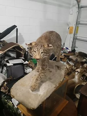 Taxidermied Bobcat On A Stand • $993