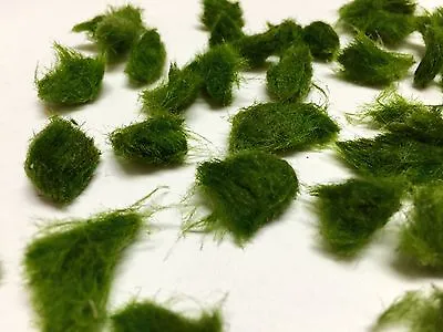 Marimo Moss 1000 Pieces 0.25-0.5 Inch  Cladophora Live Plant Aquarium In USA. • $285.75