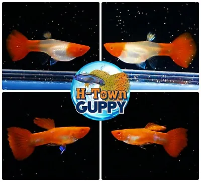 $30.95 • Buy 1 TRIO - Live Aquarium Guppy Fish High Quality - Abino Red Koi - USA Seller