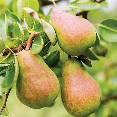 Hardy Pear Fruit Tree Williams Bon Chretien Quince A Rootstock 2x 12L Potted • £114.99