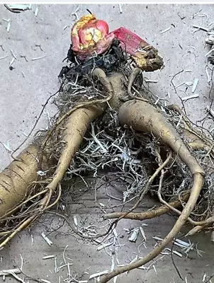 Giant XXL Queen Victoria Rhubarb Crown. Shipped Ready To Plant. Perennial. • $17.99