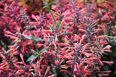 30 MIXED COLORS AGASTACHE Aurantiaca Cana Hummingbird Mint Hyssop Flower Seeds • £2.41