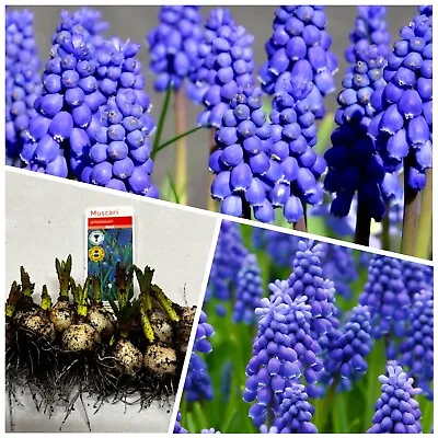 Muscari Bulbs 50 Grape Hyacinth (IN THE GREEN)plant With Snowdrops Spring Garden • £150