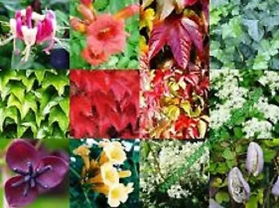 3 X Climbing Plants Mixed Lot Of Climbers In 9cm Pots Fast Growing Flowering • £12.49