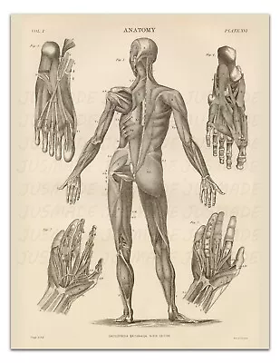 Anatomy HUMAN BODY BACK IMAGE PLATE XVI Vintage Illustration 22x17  Art Print • $20.99