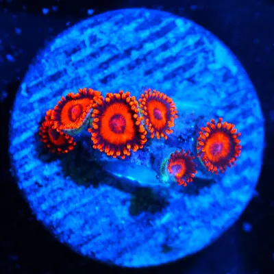 COE   Live Coral Frag ~ Orange Oxide Zoanthid Coral ~ LPS ~ SPS • $5.99