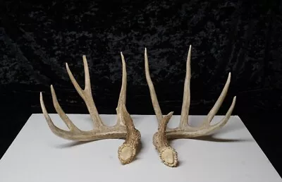 Whitetail Deer Sheds - Set Ae231 - Taxidermy Cabin Decor Crafts Man Cave • $300