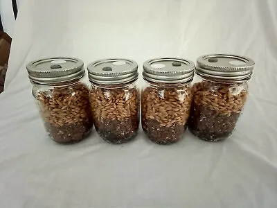 4 PINT Mushroom Jars READY ALL N 1 Sterilized Substrate Grain Grow Fast SHIP [A] • $21.85