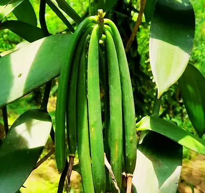 VANILLA-PLANIFOLIA-ORCHID-Plant-Species-Rooted-Vanilla-Bean-Plan-2 Live-Cuttings • $10.95
