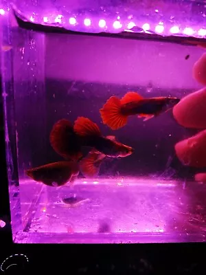 $25.95 • Buy 1 Trio - HB Red Rose Guppy - High Quality Live Guppy Fish USA Seller