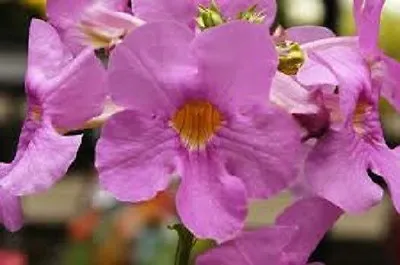 £4.04 • Buy 20+ Incarvillea  Hardy Gloxinia  Flower Seeds / Rosy/ Purple Perennial
