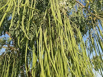 Moringa  WILD  (Moringa Oleifera/ Drumstick) 10+ Seeds 100% Organic  • $3.99