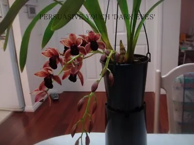 $33 • Buy Cymbidium Orchid PERSUASSIVE  TOUCH 'DARK EYE'    -1 SPIKE