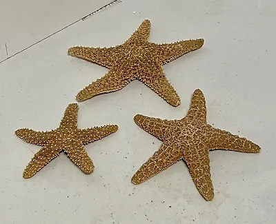 Real Dried Starfish Sugar Sea Star 3 Piece's 8'' 6'' & 5.5'' Nautical Beach • $25.99
