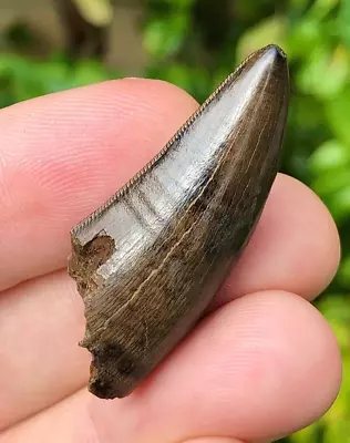 Large 1.6 Inch Museum Quality Tyrannosaurus Rex Dinosaur Tooth T-Rex Fossil • $3000