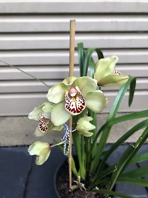 $55 • Buy Beautiful Cymbidium Orchid Plant With 3 Bulbs & 1 Flowering Spike