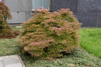 Acer Palmatum Dissectum Baldsmith In 9cm Pot Ideal Bonsai Subject Maple • £15.75