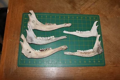 5 Older Deer Jaw Bones / Sheds Antlers Whitetail Deer Teeth 418 • $12.50