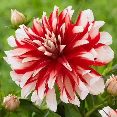 1 - Catching Fire Decorative Dahlia Flower Bulb #1 Size Tuber Cluster • $10.99