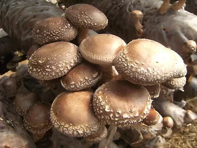 Seeds Mushroom Shiitake Imperial Mycelium Spawn Spores Organic Ukraine • $9.98