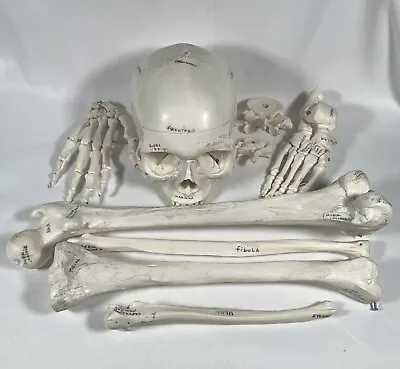 Disarticulated Human Skeleton Model Parts Medical • $34.99