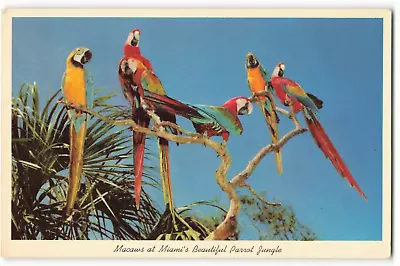 Postcard Macaws At Miami's Beautiful Parrot Jungle VTG ME2. • $3.99