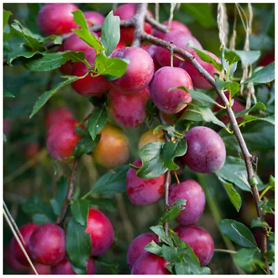 £32.99 • Buy Big Juicy Victoria Plum Tree 5-6ft Tall, Ready To Fruit, Self Fertile