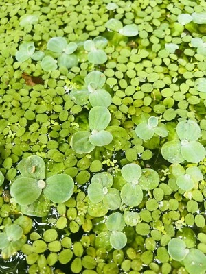 £7.99 • Buy Mixed Aquarium Aquatic Live Floating Plants - 4 Varieties