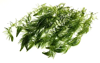 £5.90 • Buy 10x Ceratophyllum Demersum  Hornwort   Live Aquarium Aquatic Oxygenating Plants