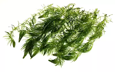 £5.90 • Buy 10x Ceratophyllum Demersum  Hornwort   Live Aquarium Aquatic Oxygenating Plants