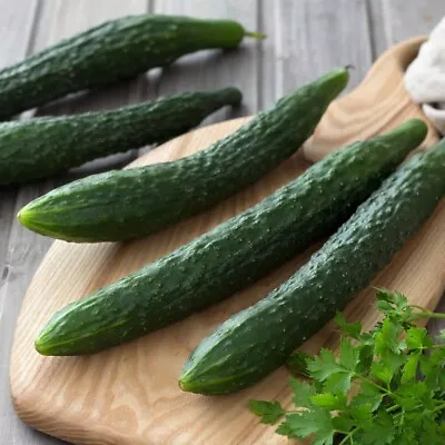 25+ Suyo Long Cucumber Seeds - Heirloom - Non GMO - Organic - Genuine -----RARE • $2.88