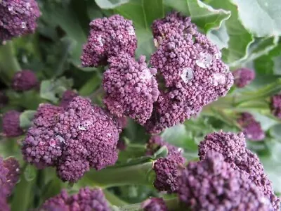 Broccoli 'Purple Sprouting Seeds • $1.50