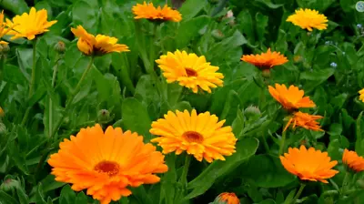 Calendula English Pot Marigold Orange 6 X 8cm Pots Plant Old English Marigold • £7.99