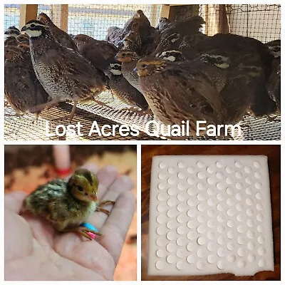 12+  Northern Bobwhite Quail Hatching Eggs    • $25