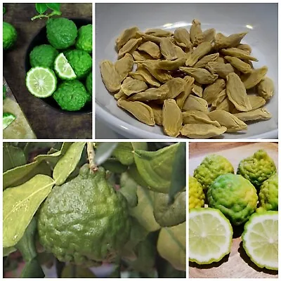 100+ Dried Thai Lime Seeds Kaffir Citrus Hystrix Lime Seeds Makrut Lime Seeds • £13.14
