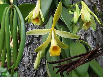 Vanilla Bean Orchid - Vanilla Planifolia- Live STARTER Plant-Green Leaf Variety • $29.99