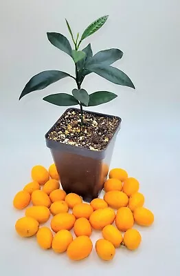 Nagami Kumquat Seedling 3-5 Inches Tall • $29.95