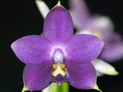 Phalaenopsis Violacea Coerulea 'Indigo' The Violet Phalaenopsis Rare Blue Flow • $16.99