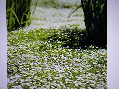 9 Chamaemelum Anthemis Nobile  (chamomile Lawn) Seedling Plug Plants • £8.25