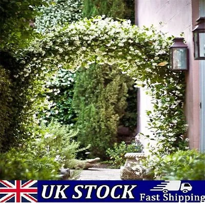 Jasmine Flower Seeds Climbing Garden Fragrant Plant - Uk • £14