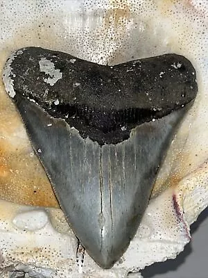 Megalodon Shark Tooth  100% Authentic 3.87  Serrated! • $16.90