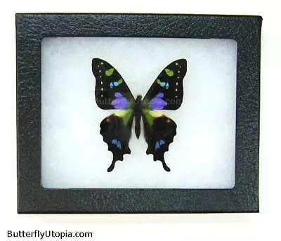 Real Framed Purple Spotted Swallowtail Butterfly - 5x4 Riker Mount • $39