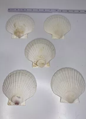 5 PCS Real Clam Shells Crafts Decoration Crafting 4.5” White Scallop Shells • $20