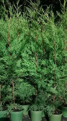 4 X 2.5-3 Foot Trees Leylandii Conifer Hedging Green Conifer Plants 2 Lt Pots • £27.49