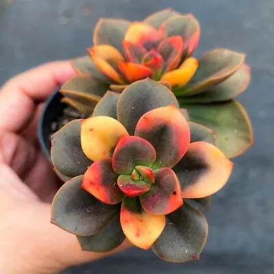 Echeveria Chroma Orange Succulent Seeds X40 • $19.95