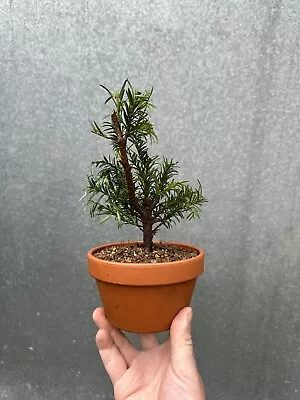 Shohin English Yew Bonsai Tree  • £39