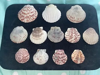 Beautiful Lot Dozen Scallop Seashells Ocean Beach Decor Aquarium Craft • $6.99