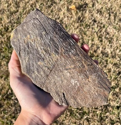 $129.99 • Buy HUGE Cretaceous Turtle Shell Texas Dinosaur Age