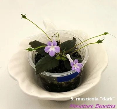 Micro Mini Sinningia Muscicola Dark Seeds Rare Tuberous Exotic African Violet • $10